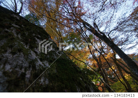 Tottori Shiki的步行秋天Ch訪Su訪神社 Tottori Shiki的步行秋天Ch訪Su訪神社 134183413