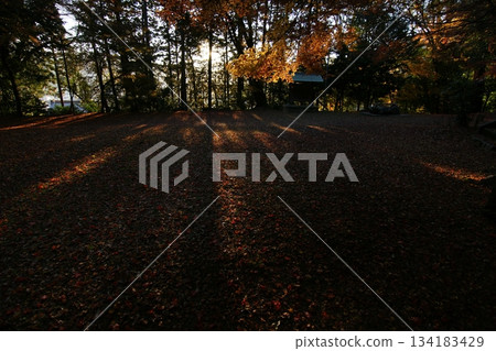 Tottori Shiki的步行秋天Ch訪Su訪神社 134183429