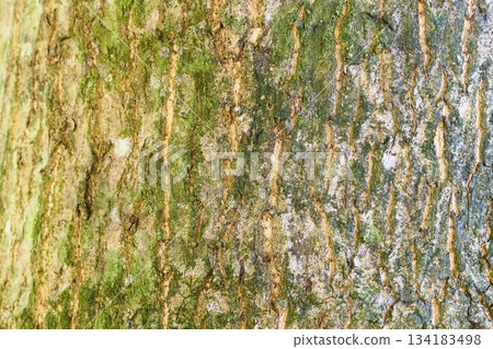 Bark of tree texture background Bark of tree texture background 134183498