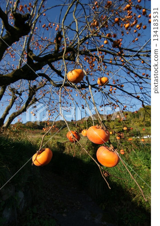 鳥取四季步行秋 134183531