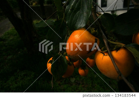 Tottori Four Seasons Walk Autumn 134183544