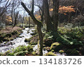 Autumn in Tottori: Beautiful autumn foliage at Kitanizawa Gorge 134183726