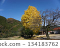 The Great Ginkgo Tree in Tottori Prefecture 134183762