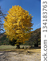 The Great Ginkgo Tree in Tottori Prefecture 134183763