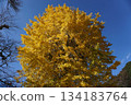 The Great Ginkgo Tree in Tottori Prefecture 134183764