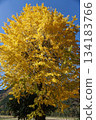 The Great Ginkgo Tree in Tottori Prefecture 134183766