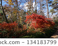 Autumn leaves at the foot of Mt. Daisen, Tottori Prefecture 134183799