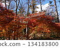 Autumn leaves at the foot of Mt. Daisen, Tottori Prefecture 134183800