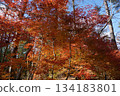Autumn leaves at the foot of Mt. Daisen, Tottori Prefecture 134183801