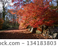 Autumn leaves at the foot of Mt. Daisen, Tottori Prefecture 134183803