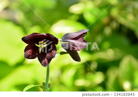 Black lily flower Black lily flower 134183843