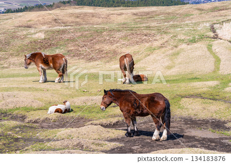 阿蘇牧場，熊本縣 134183876