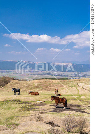 阿蘇牧場，熊本縣 134183879