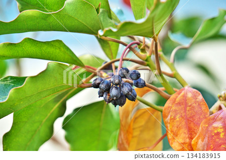 黑色小丑魚果實（冬季，12 月） 134183915