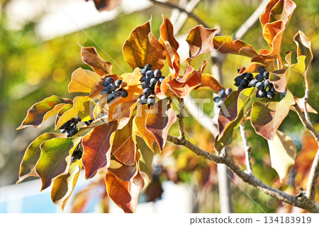 黑色小丑魚果實（冬季，12 月） 134183919