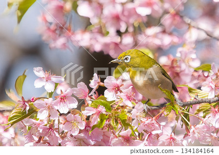 White-eye that perches on Kawazu cherry blossoms White-eye that perches on Kawazu cherry blossoms 134184164