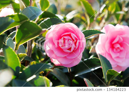 Pinkish Sasanqua Pinkish Sasanqua 134184223