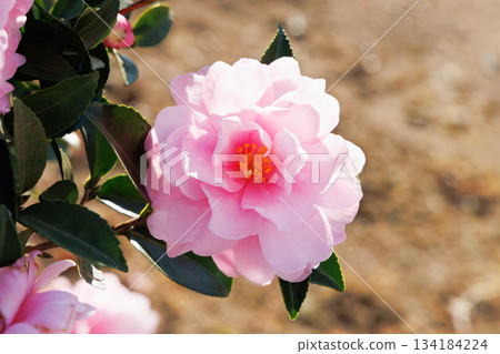 Pinkish Sasanqua Pinkish Sasanqua 134184224