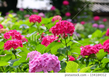 Hydrangeas blooming in the garden Hydrangeas blooming in the garden 134184312