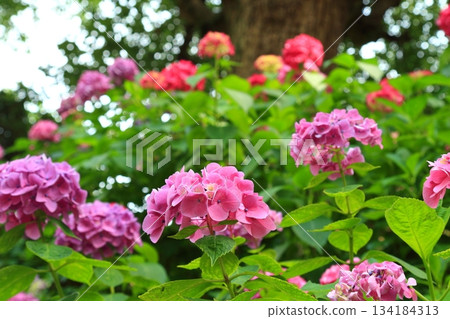 Hydrangeas blooming in the garden Hydrangeas blooming in the garden 134184313