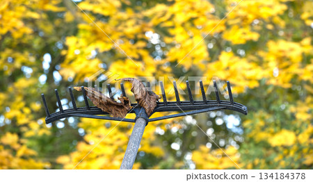 Autumn Leaf Rake in Garden With Yellow Foliage Background and Fallen Leaves 134184378
