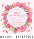 Colorful background with delicate tulips. The concept of a holiday, spring, women's day, Valentine's day. Vector illustration for the design of posters, flyers, postcards and invitations 134184494