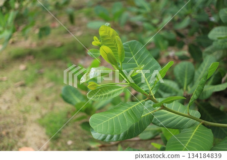Closeup of green leafs growing on cashew tree in nature garden 134184839