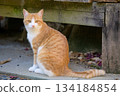 Sitting stray cat 134184854