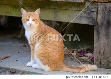 Sitting stray cat Sitting stray cat 134184854