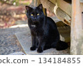 Sitting black cat 134184855