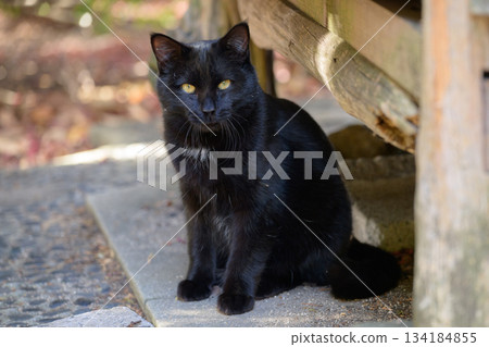 Sitting black cat Sitting black cat 134184855