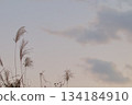鈴木的傍晚景色 134184910
