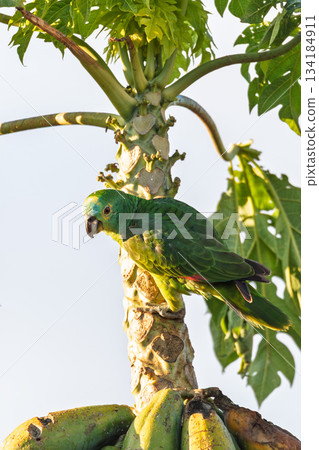Blue-fronted amazon (Amazona aestiva), Bonito. Mato Grosso do Sul, Brazil. Brazilian wildlife and birdwatching. Blue-fronted amazon (Amazona aestiva), Bonito. Mato Grosso do Sul, Brazil. Brazilian wildlife and birdwatching. 134184911