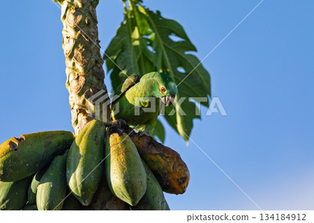 Blue-fronted amazon (Amazona aestiva), Bonito. Mato Grosso do Sul, Brazil. Brazilian wildlife and birdwatching. 134184912