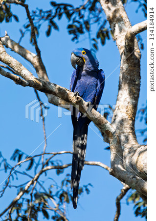 Magnificent bird hyacinth macaw. Pocone, North Pantanal Mato Grosso, Brazil. Brazilian wildlife and birdwatching. 134184914