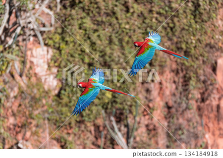Red-and-green macaw (Ara chloropterus) in flight. Buraco das Araras, Mato Grosso do Sul. Brazil. Brazilian wildlife birdwatching. Red-and-green macaw (Ara chloropterus) in flight. Buraco das Araras, Mato Grosso do Sul. Brazil. Brazilian wildlife birdwatching. 134184918