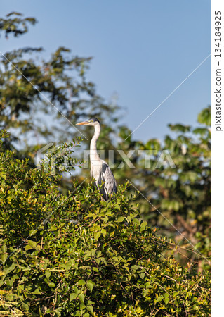 Cocoi heron (Ardea cocoi), Pocone, North Pantanal Mato Grosso do Sul, Brazil. Brazilian wildlife and birdwatching. Cocoi heron (Ardea cocoi), Pocone, North Pantanal Mato Grosso do Sul, Brazil. Brazilian wildlife and birdwatching. 134184925