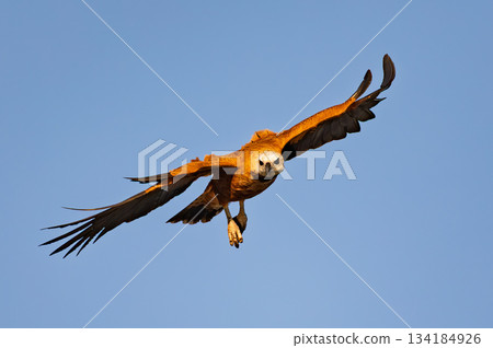 Black-collared hawk (Busarellus nigricollis). Pocone, North Pantanal Mato Grosso, Brazil. Brazilian wildlife and birdwatching. Black-collared hawk (Busarellus nigricollis). Pocone, North Pantanal Mato Grosso, Brazil. Brazilian wildlife and birdwatching. 134184926