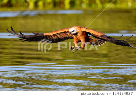 Black-collared hawk (Busarellus nigricollis). Pocone, North Pantanal Mato Grosso, Brazil. Brazilian wildlife and birdwatching. Black-collared hawk (Busarellus nigricollis). Pocone, North Pantanal Mato Grosso, Brazil. Brazilian wildlife and birdwatching. 134184927