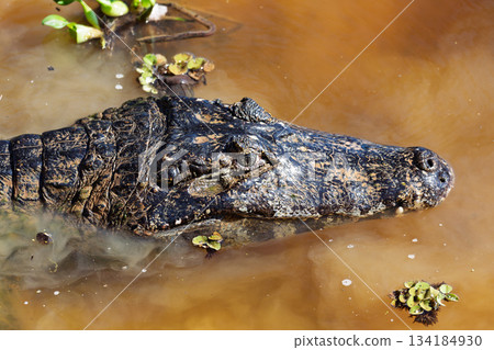 Yacare caiman (Caiman yacare) floats in the water. Pocone, North Pantanal, Mato Grosso, Brazil. Brazilian wildlife. 134184930