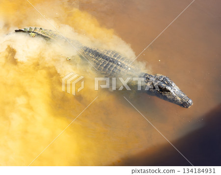 Yacare caiman (Caiman yacare) floats in the water. Pocone, North Pantanal, Mato Grosso, Brazil. Brazilian wildlife. 134184931