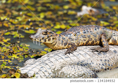 Yacare caiman (Caiman yacare) floats in the water. Pocone, North Pantanal, Mato Grosso, Brazil. Brazilian wildlife. 134184932