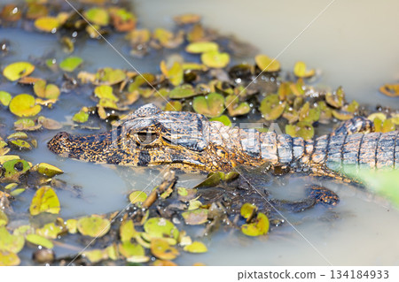 Yacare caiman (Caiman yacare) floats in the water. Pocone, North Pantanal, Mato Grosso, Brazil. Brazilian wildlife. 134184933