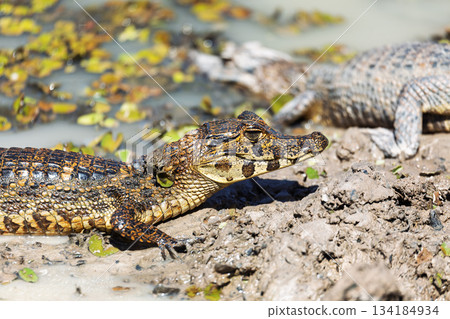 Yacare caiman (Caiman yacare) floats in the water. Pocone, North Pantanal, Mato Grosso, Brazil. Brazilian wildlife. 134184934