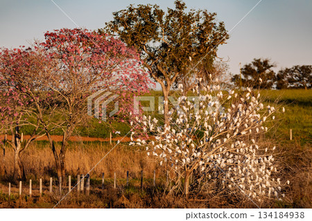 White herons contrasting with pink blossoms of a tree. Bonito, Mato Grosso do Sul, Brazil. Brazilian wildlife and birdwatching. 134184938