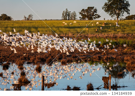 Massive flock of Cattle Egrets, Bonito, Mato Grosso do Sul Massive flock of Cattle Egrets, Bonito, Mato Grosso do Sul 134184939