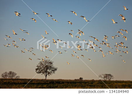Massive flock of Cattle Egrets, Bonito, Mato Grosso do Sul 134184940