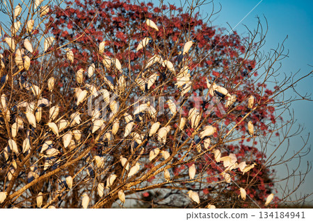 White herons contrasting with pink blossoms of a tree. Bonito, Mato Grosso do Sul, Brazil. Brazilian wildlife and birdwatching. White herons contrasting with pink blossoms of a tree. Bonito, Mato Grosso do Sul, Brazil. Brazilian wildlife and birdwatching. 134184941