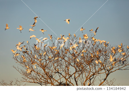 Massive flock of Cattle Egrets, Bonito, Mato Grosso do Sul Massive flock of Cattle Egrets, Bonito, Mato Grosso do Sul 134184942