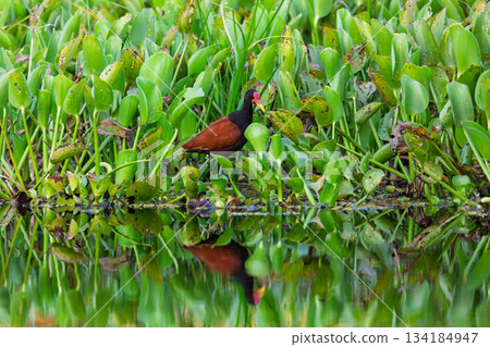 Northern Jacana (Jacana spinosa), wader bird. North Pantanal Mato Grosso, Brazil. Brazilian wildlife and birdwatching. 134184947